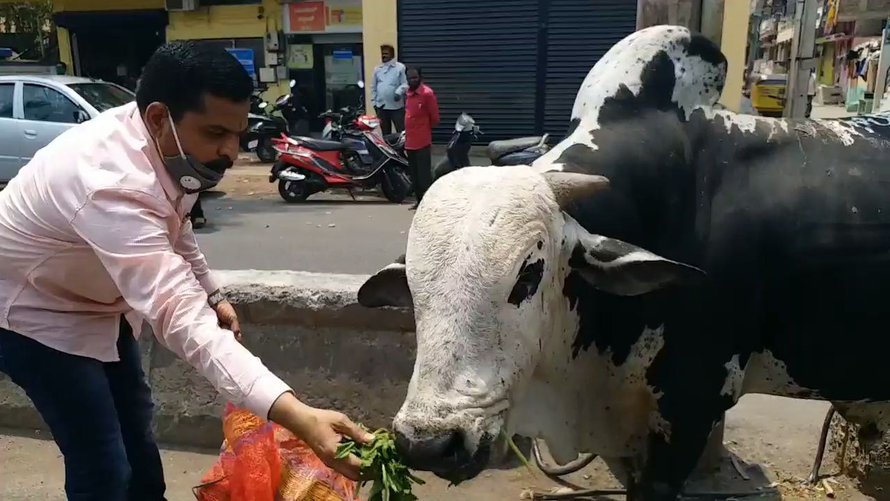 Meals Providing by Enimal well fair society for animals in kalburgi