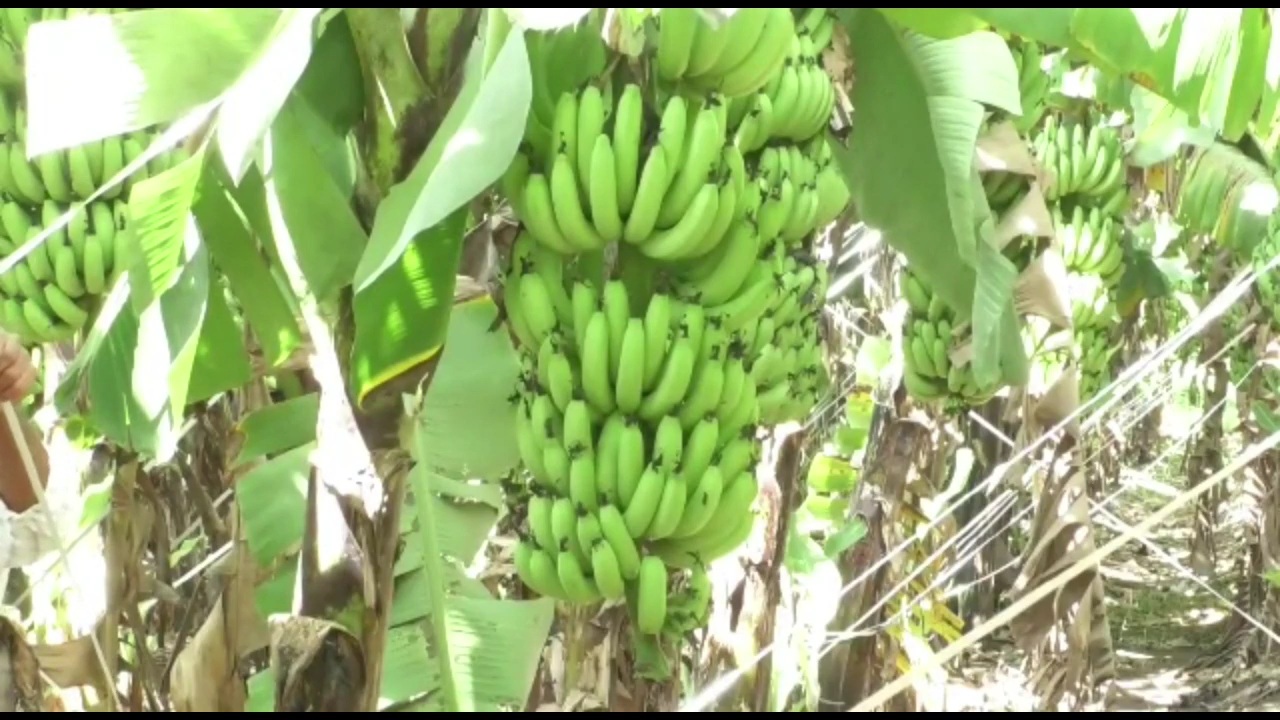 Kalaburagi farmer doing the Banana cultivation