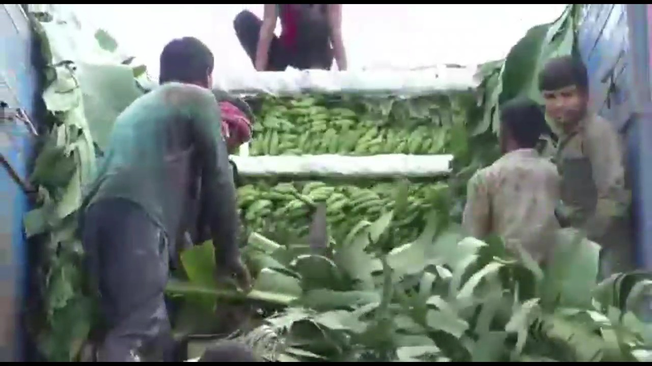 Kalaburagi farmer doing the Banana cultivation