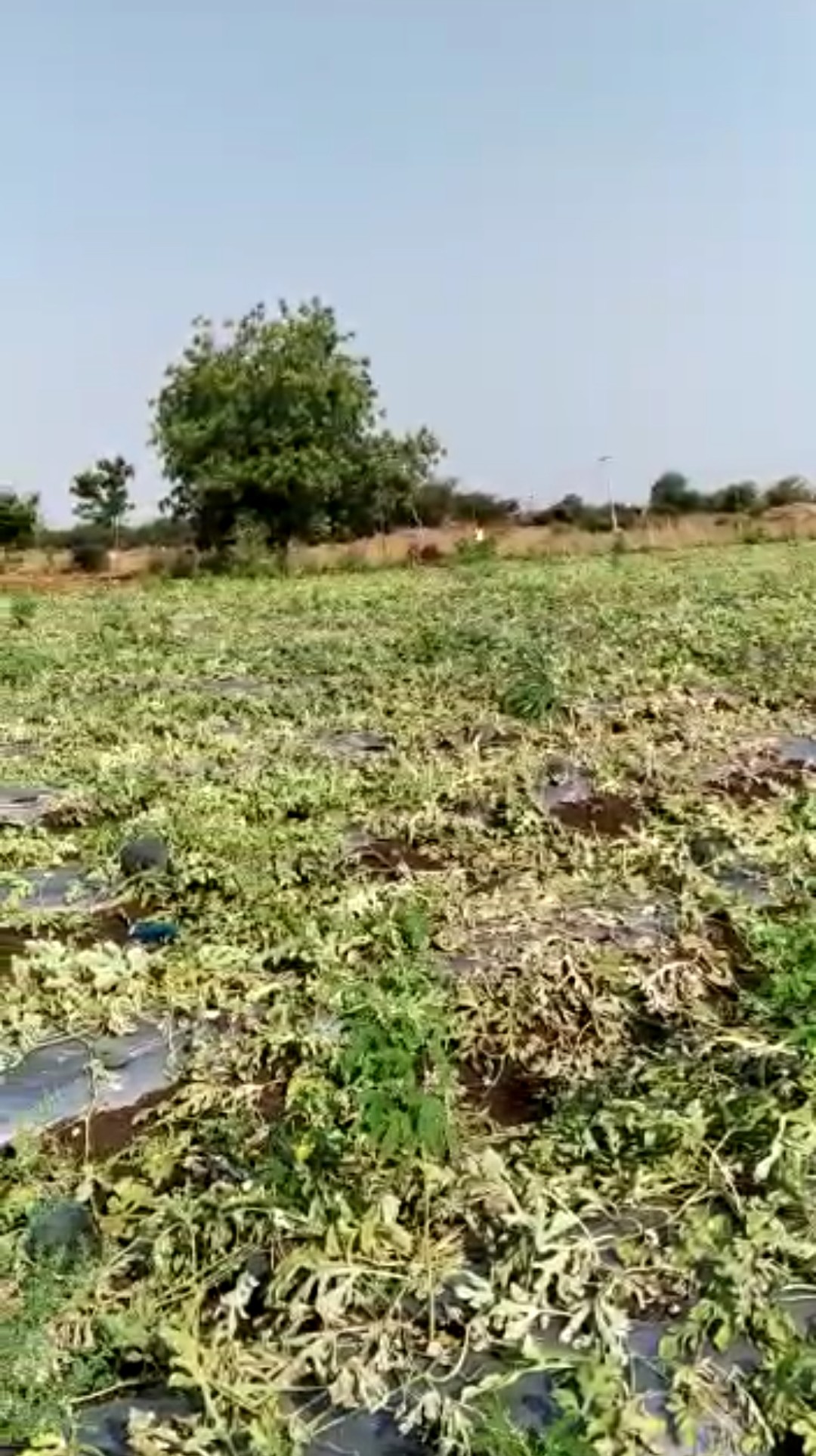 Farmer committed suicide in Kalaburag