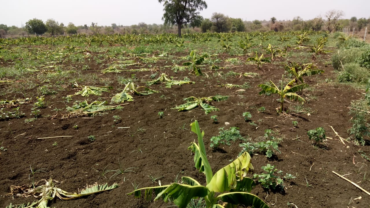 Pig attack: 2,500 bananas Plant destroyed