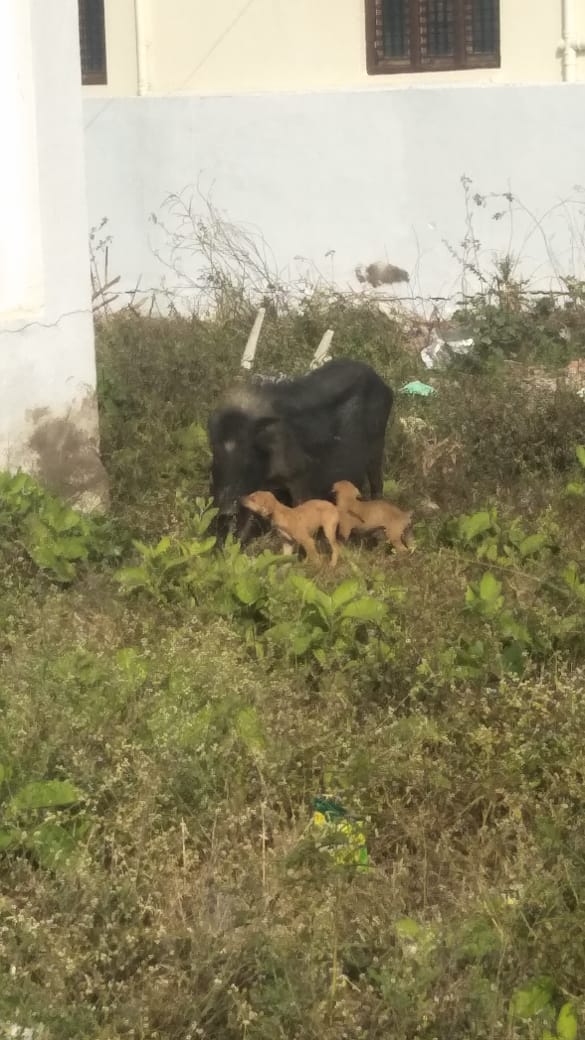 Lactating pig for puppies