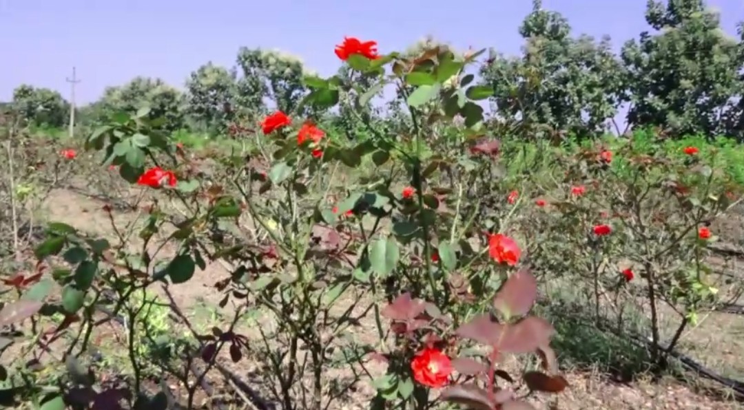 ಗುಲಾಬಿ ಬೆಳೆ ಬೆಳೆದ ರೈತ