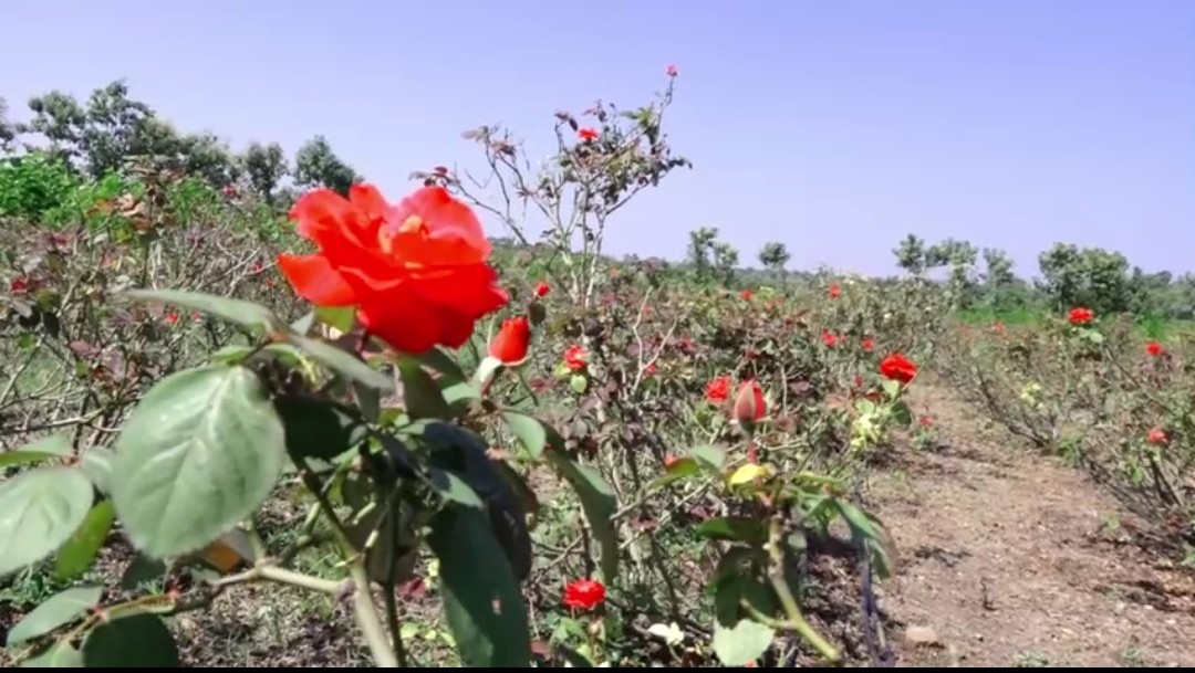 गुलाब पिकवून लाखोंचे उत्पन्न!