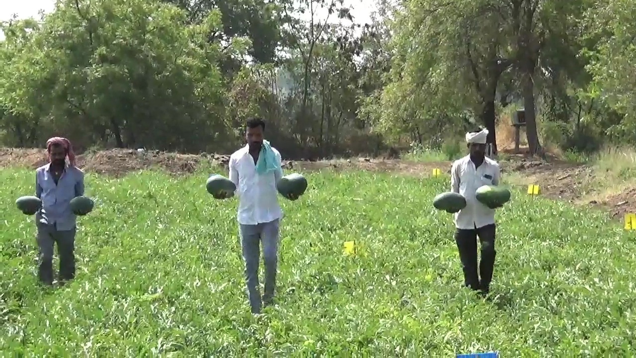 ಹಳದಿ ಕಲ್ಲಂಗಡಿ