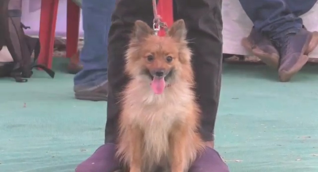 Dog show in kalburgi