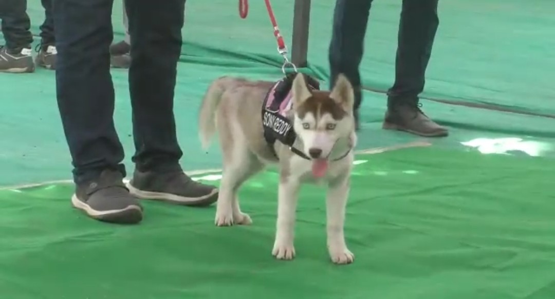 Dog show in kalburgi