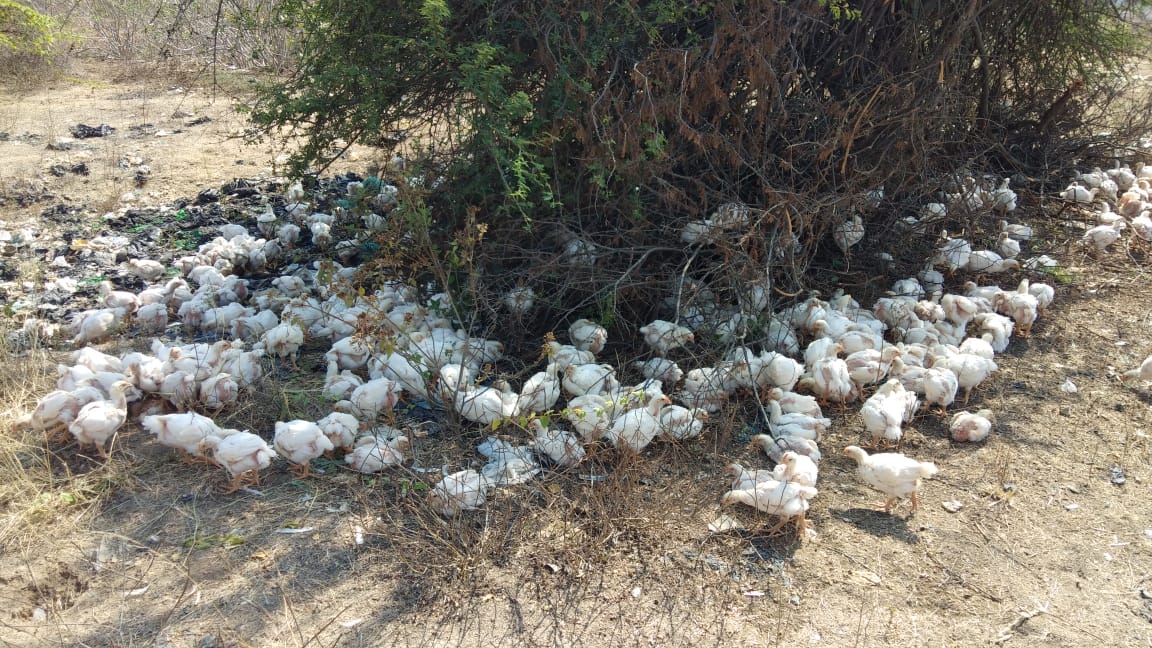 Thousands of farm hens to the street in Kolar