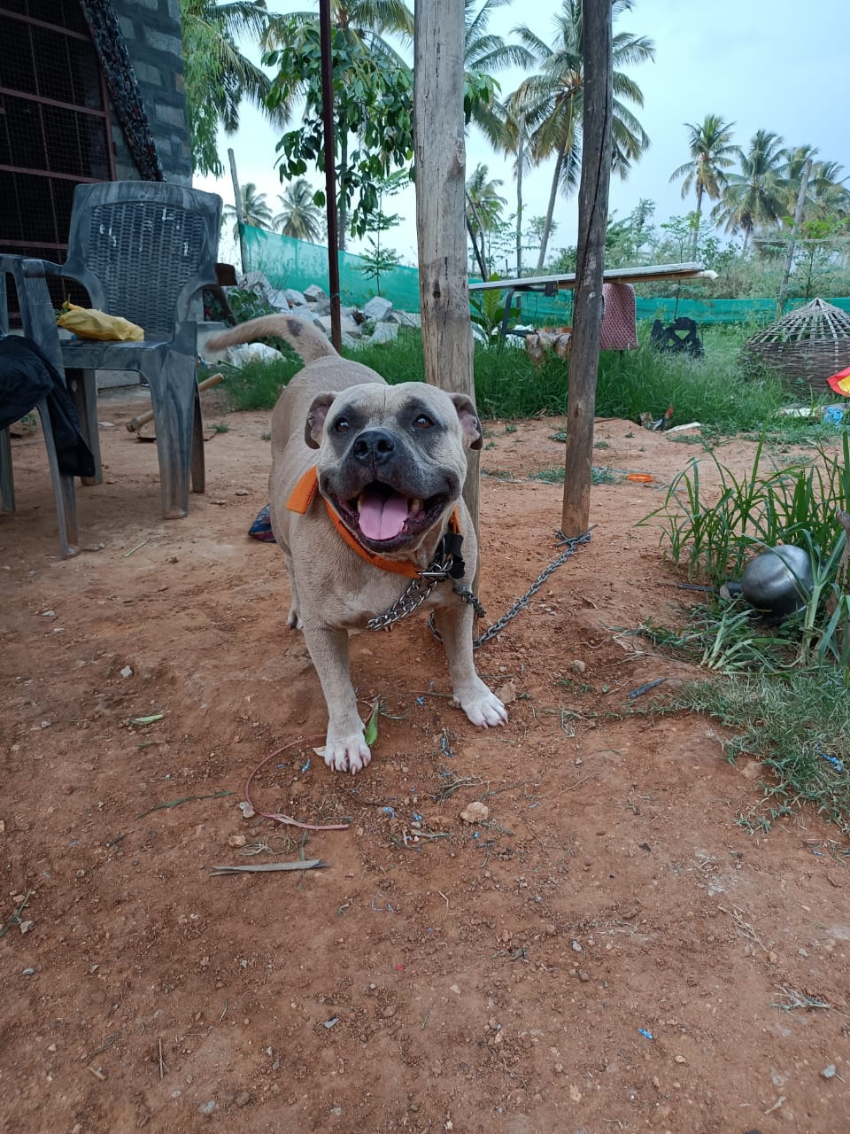 Dog gives her life to save master from cobra attack