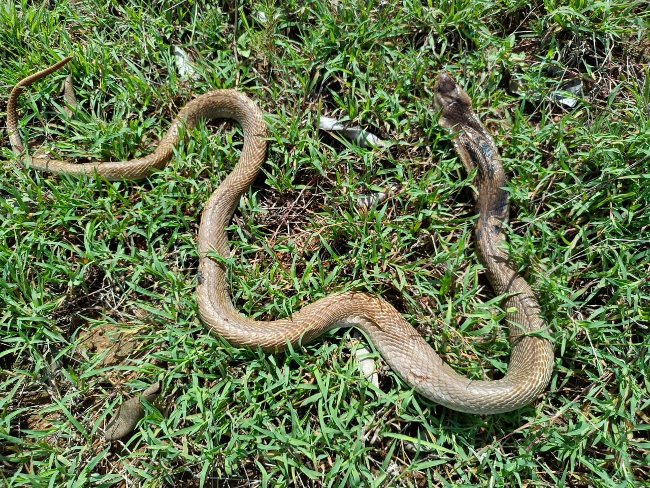 Dog gives her life to save master from cobra attack