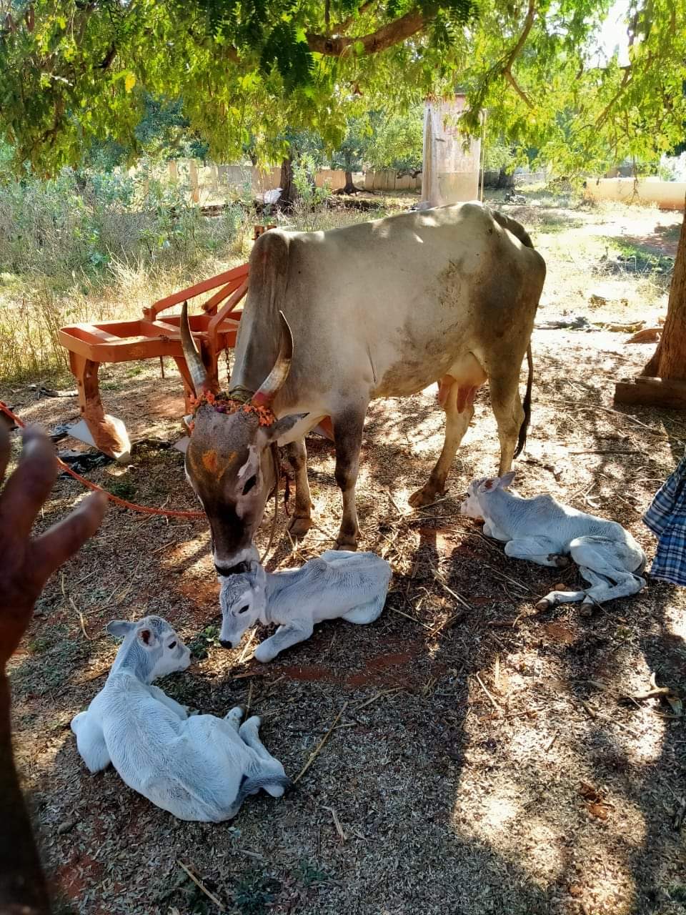 A cow that gave birth to three calves at one time