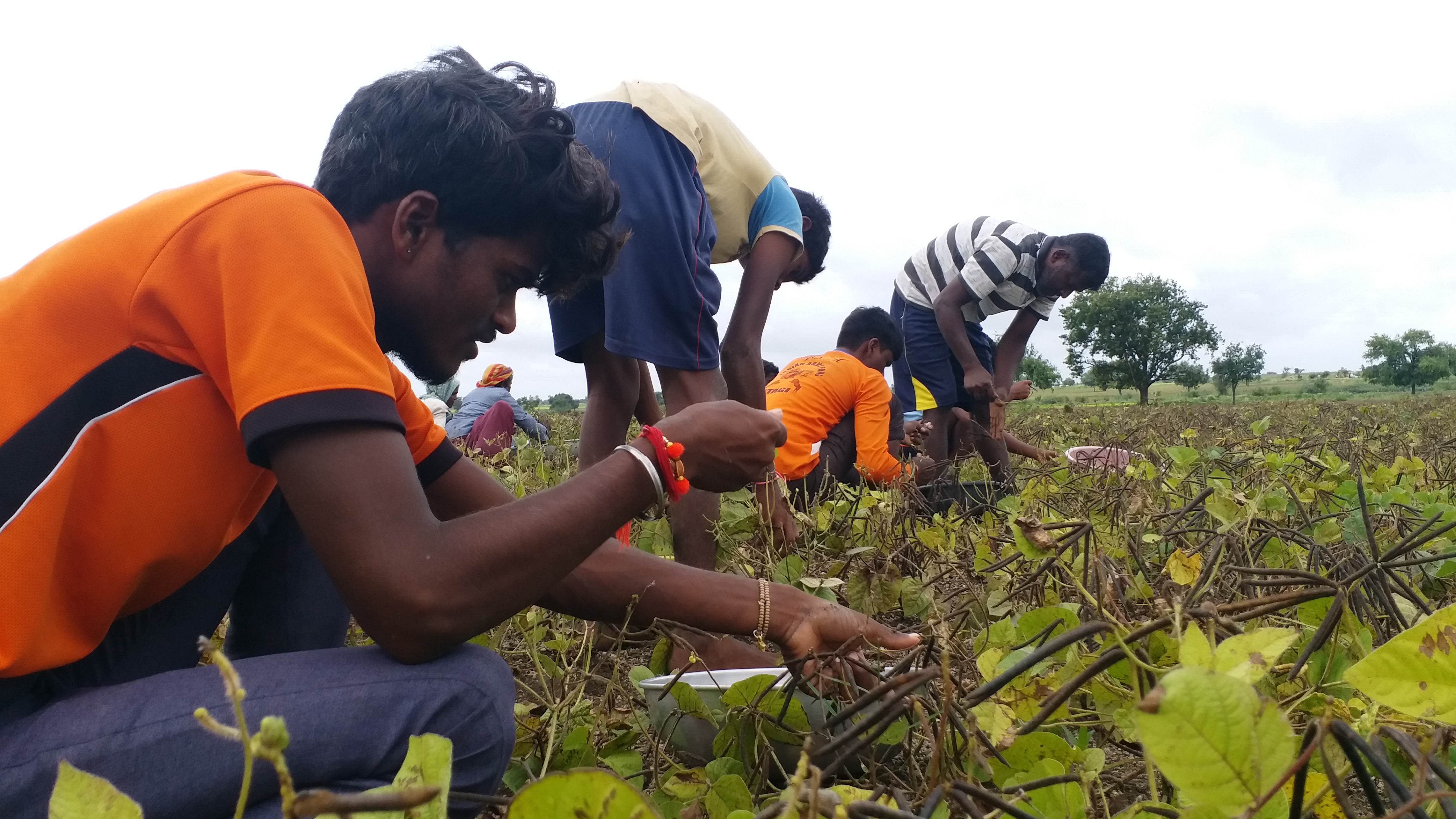 Students doing  agriculture