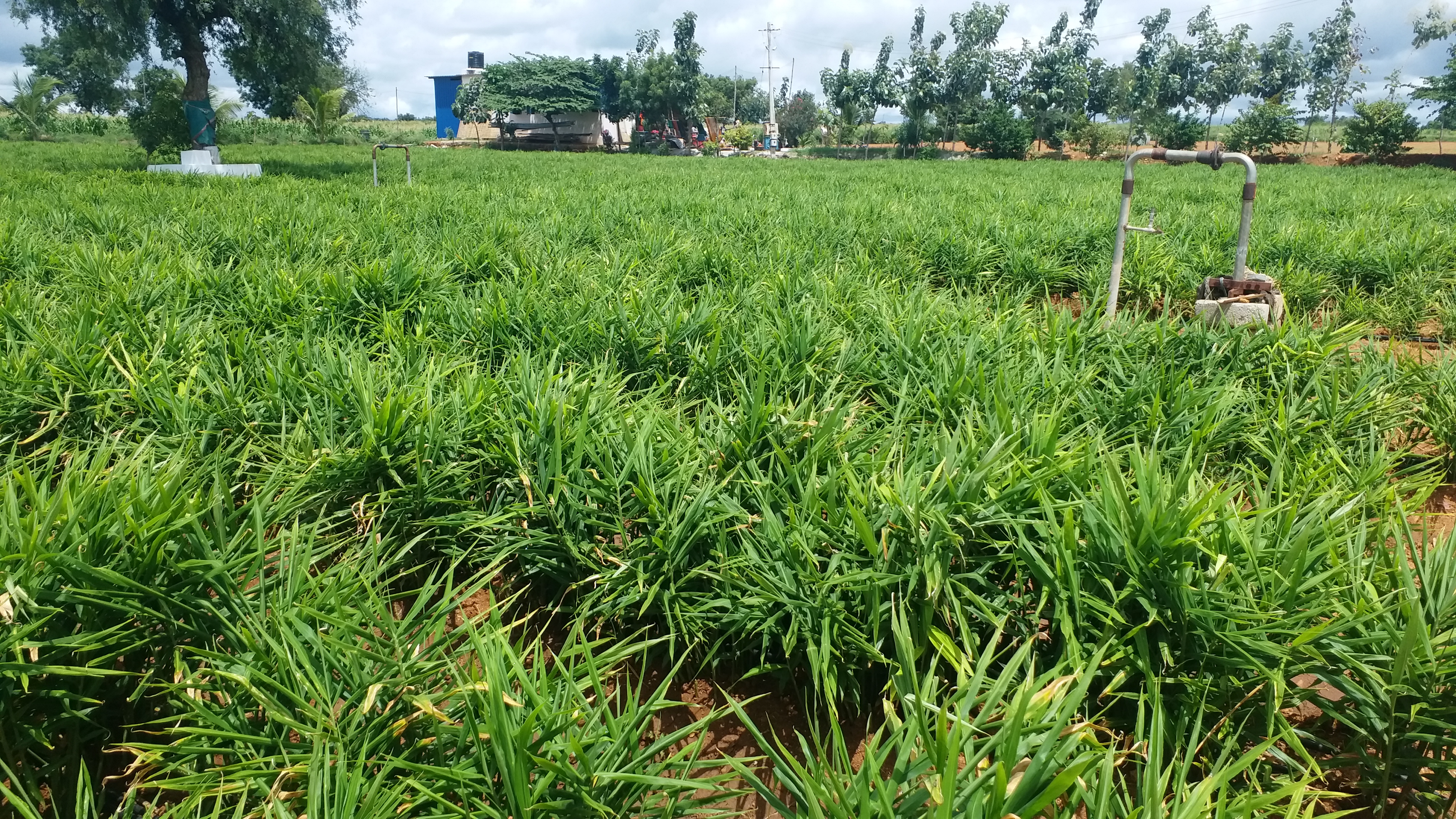 man-growing-ginger-in-koppala