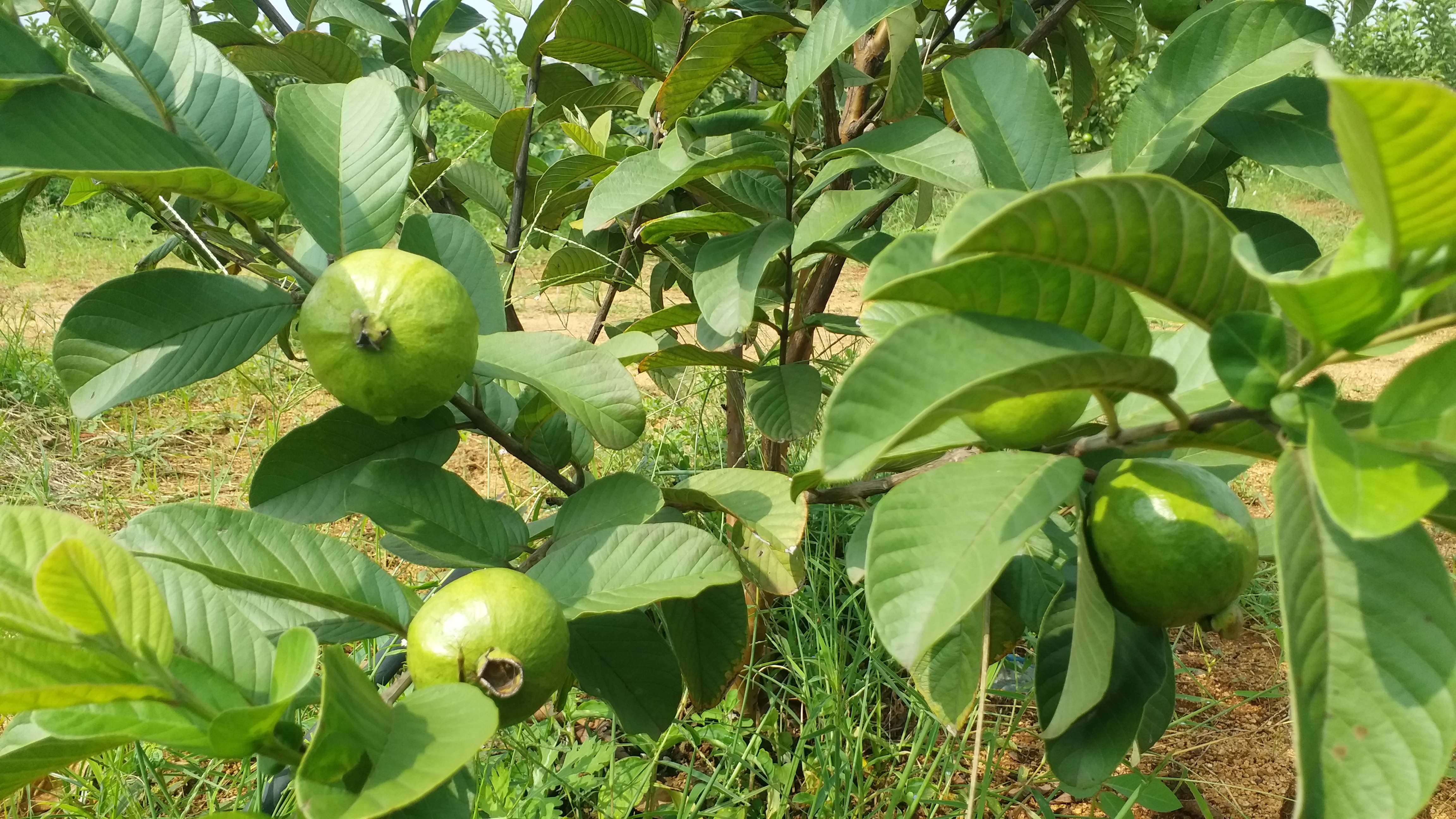 A young man who has grown guava fruit