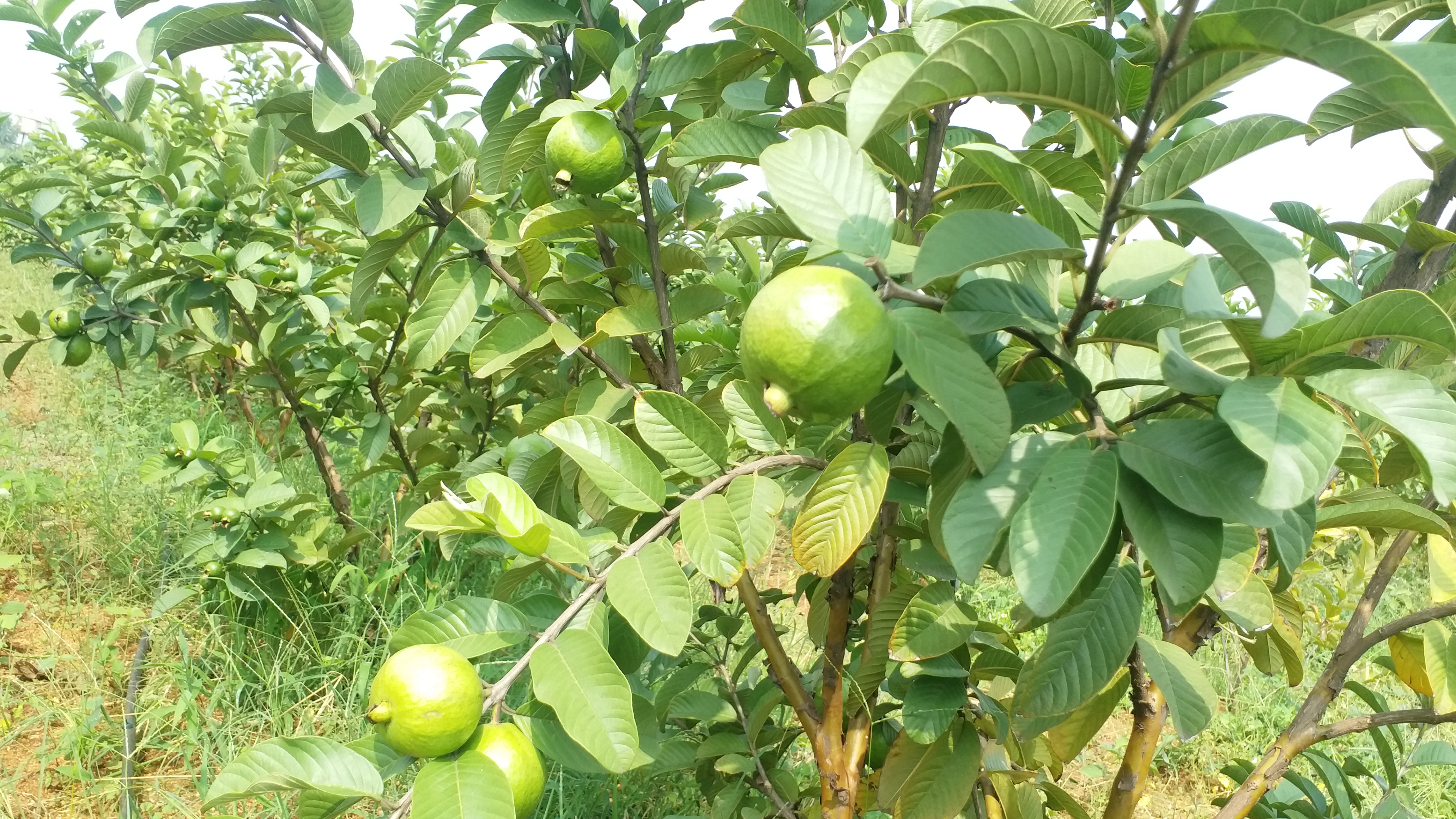 A young man who has grown guava fruit