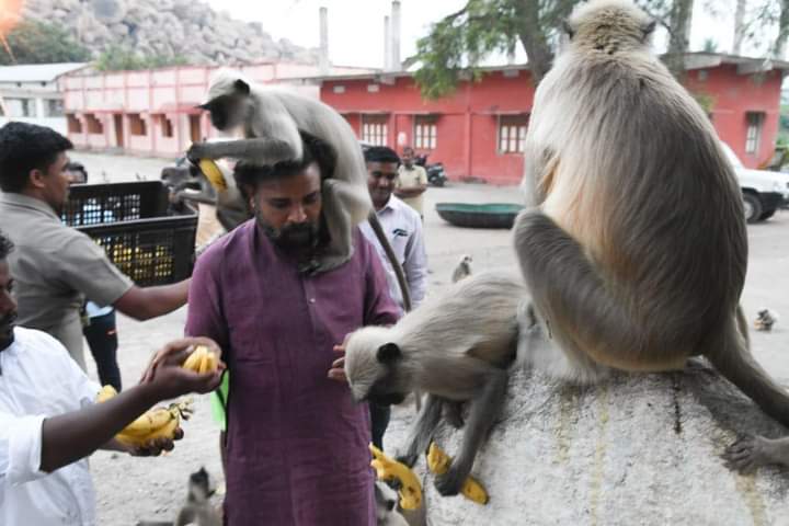 Minister sriramulu Time Spends With monkeys