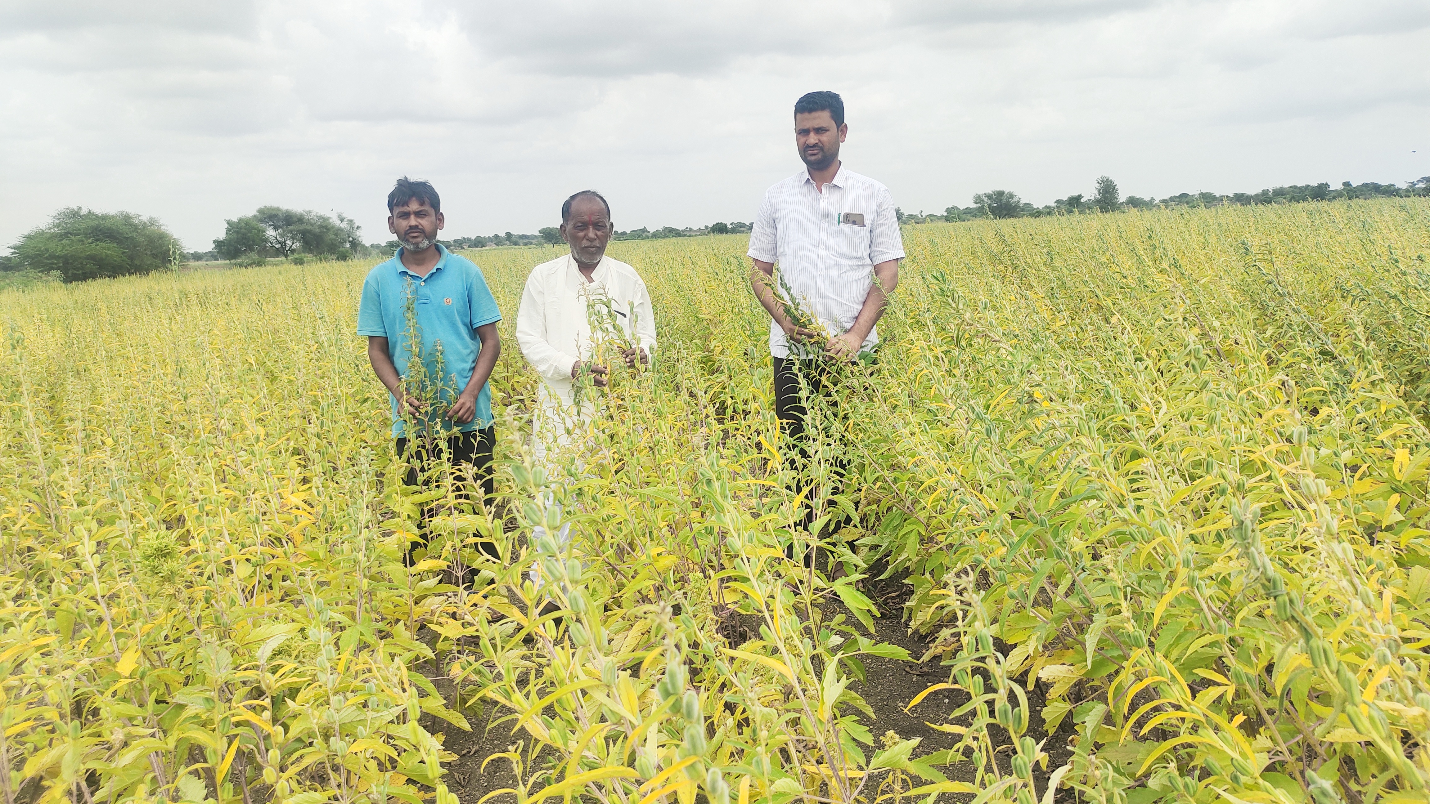 Kushtagi farmers are expectations more price for Sesame