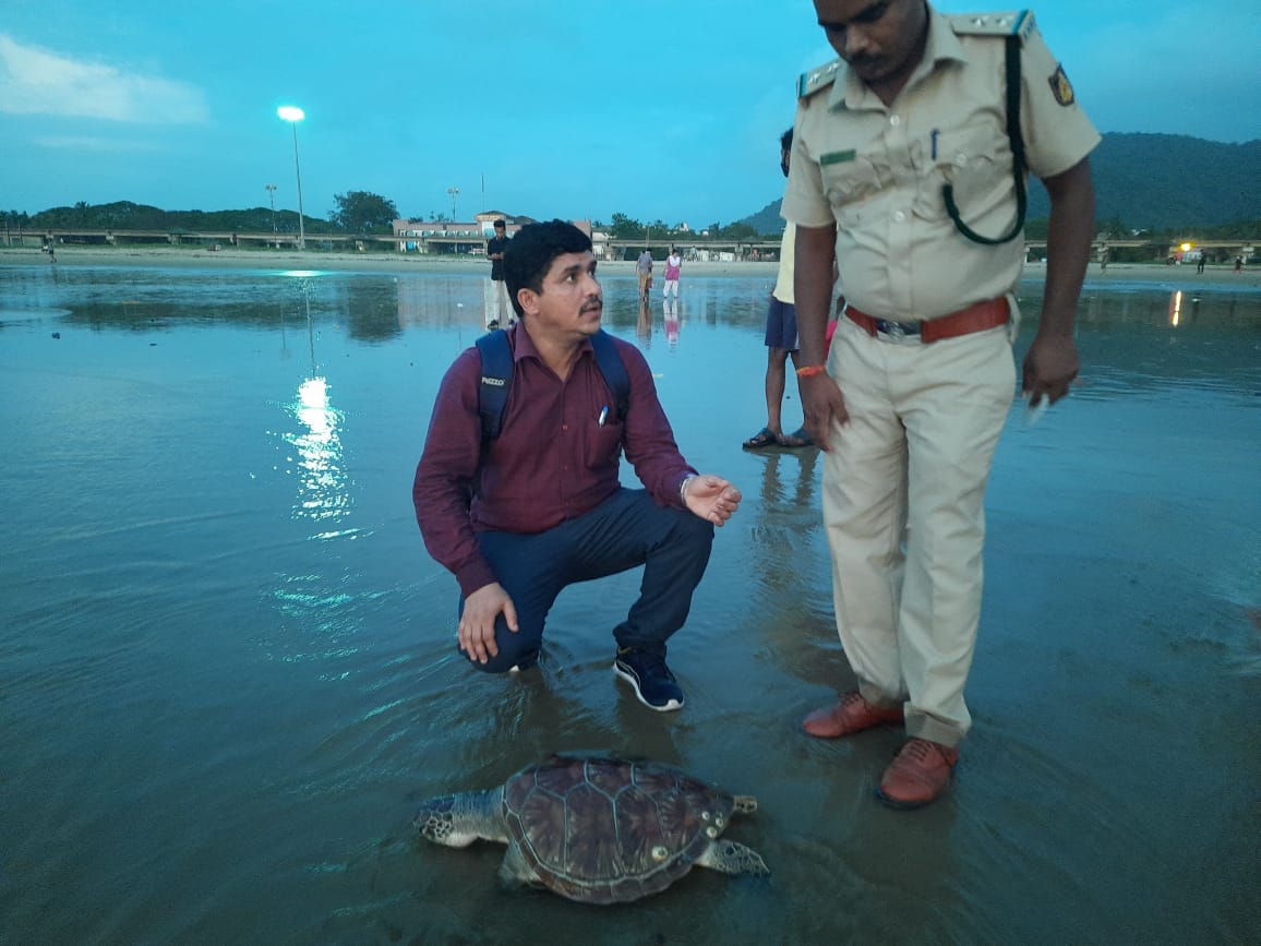 ಕಾರವಾರದ ಕಡಲತೀರದಲ್ಲಿ ಮತ್ತೊಂದು ಕಡಲಾಮೆ ಕಳೆಬರ