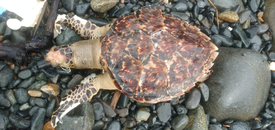 a-rare-sea-turtle-dead-body-found-in-karawara