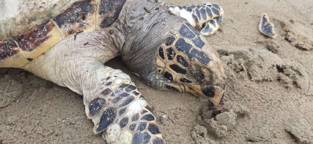 a-rare-sea-turtle-dead-body-found-in-karawara