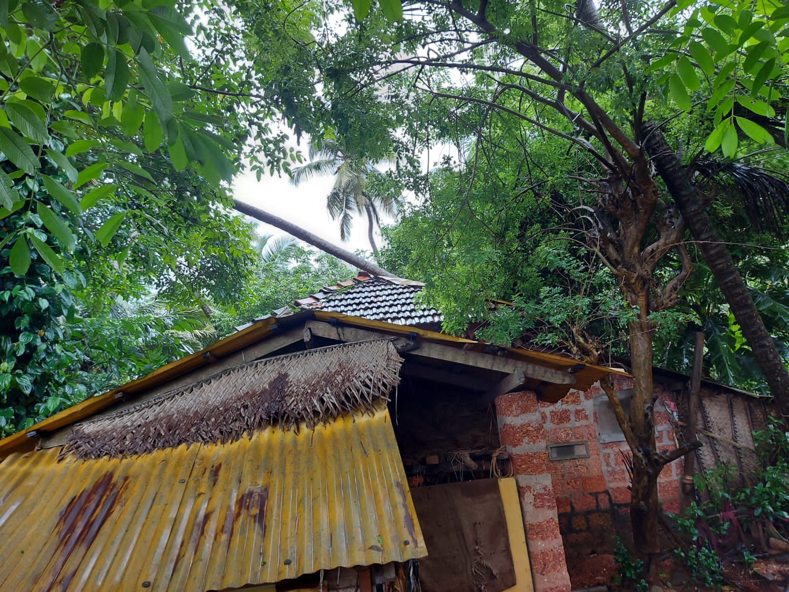 ಮನೆ ಮೇಲೆ ಮರ ಬಿದ್ದು ಅನಾಹುತವಾಗಿರುವುದು