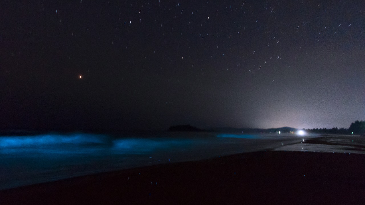 This plankton is a free-living, marine-dwelling species that exhibits bioluminescence when disturbed