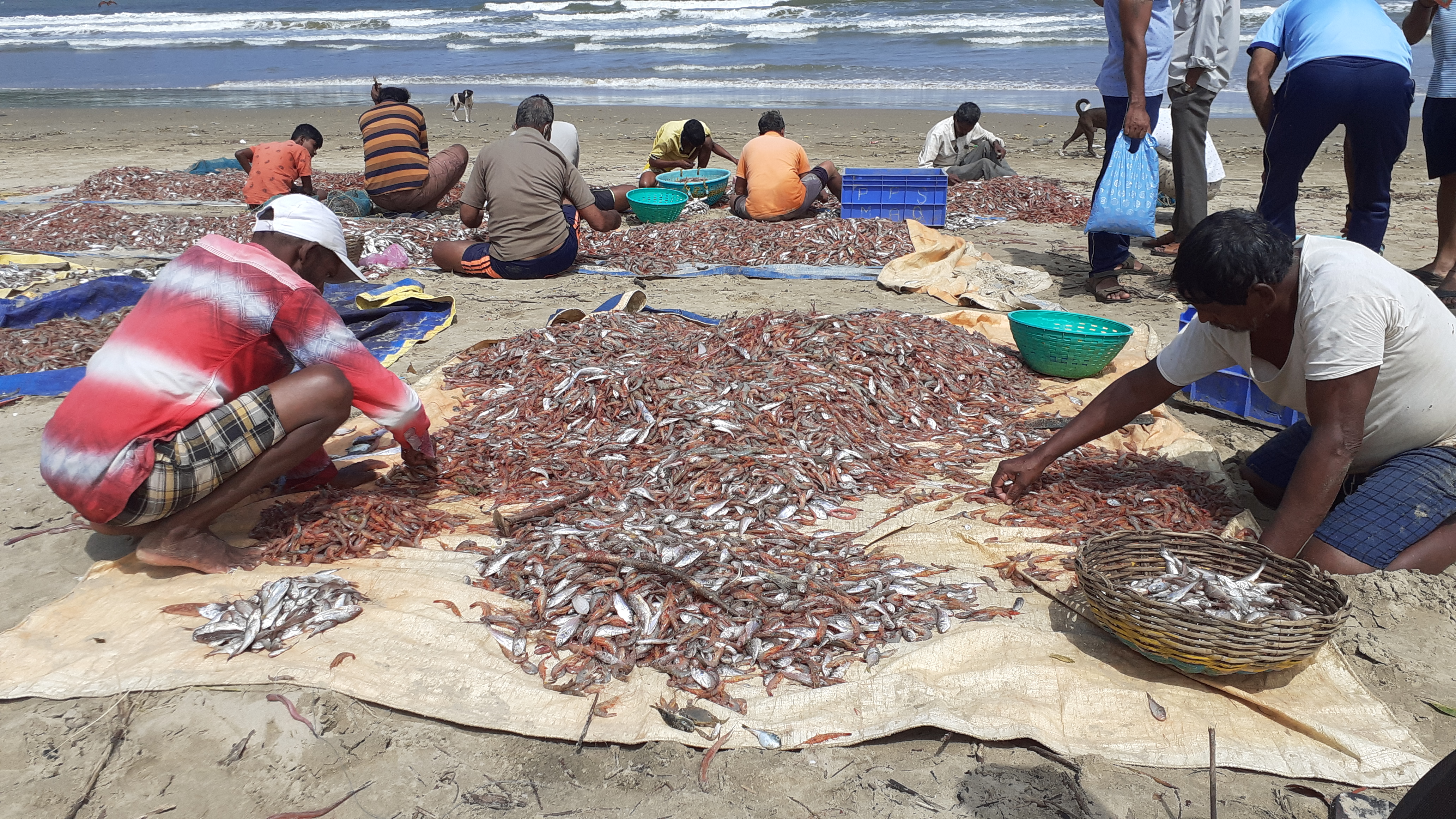 Karwar Fishermen are deprived of right price for fish