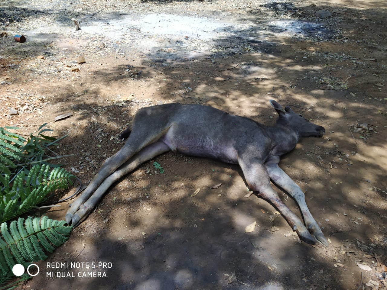 Sambar deer