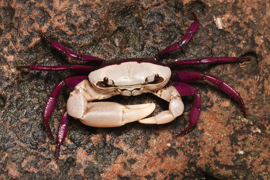 Bicolor crab of Ghatiana species found