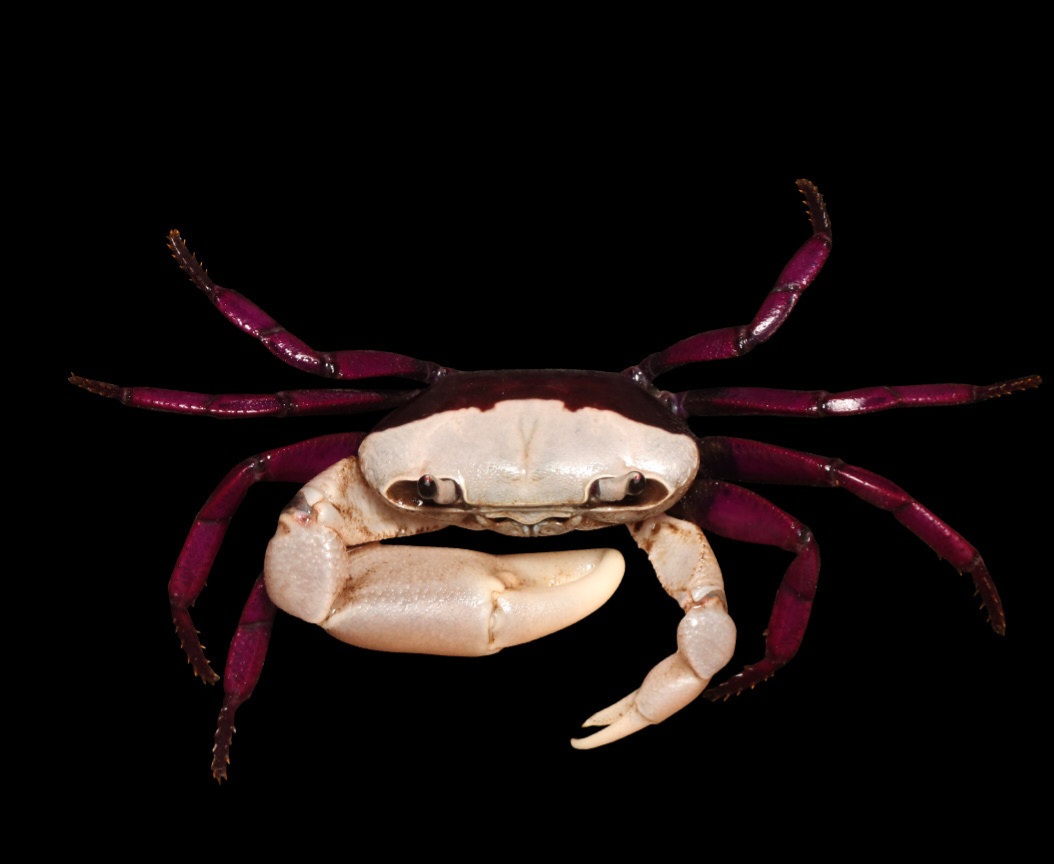 Bicolor crab of Ghatiana species found