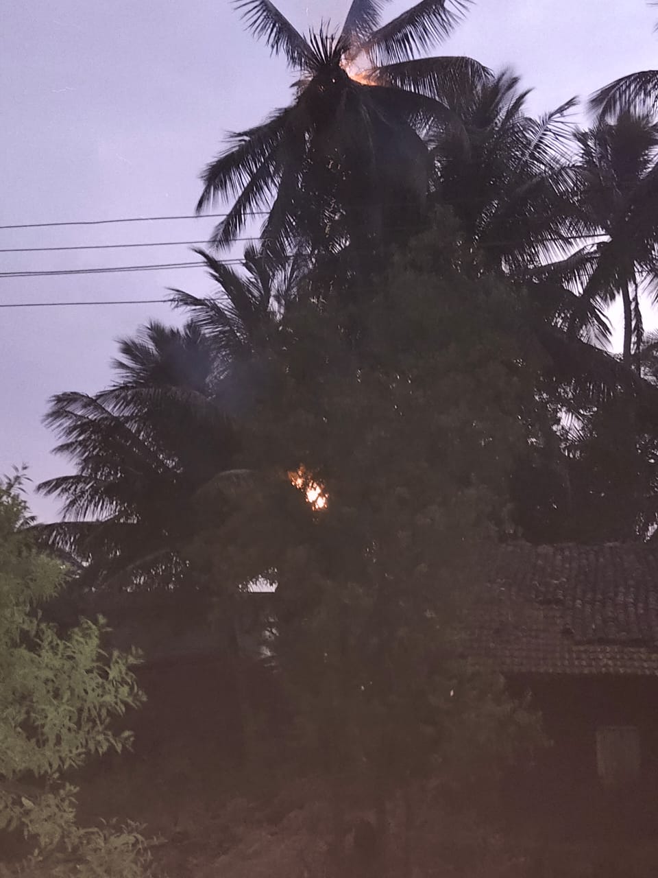 ಸಿಡಿಲು ಬಡಿದು ಹೊತ್ತಿ ಉರಿದ ತೆಂಗಿನ ಮರಗಳು