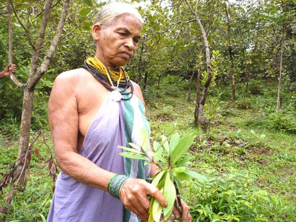 tulasi gowda awarded padmashree