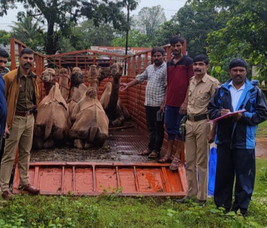 ಒಂಟೆಗಳ ರಕ್ಷಣೆ