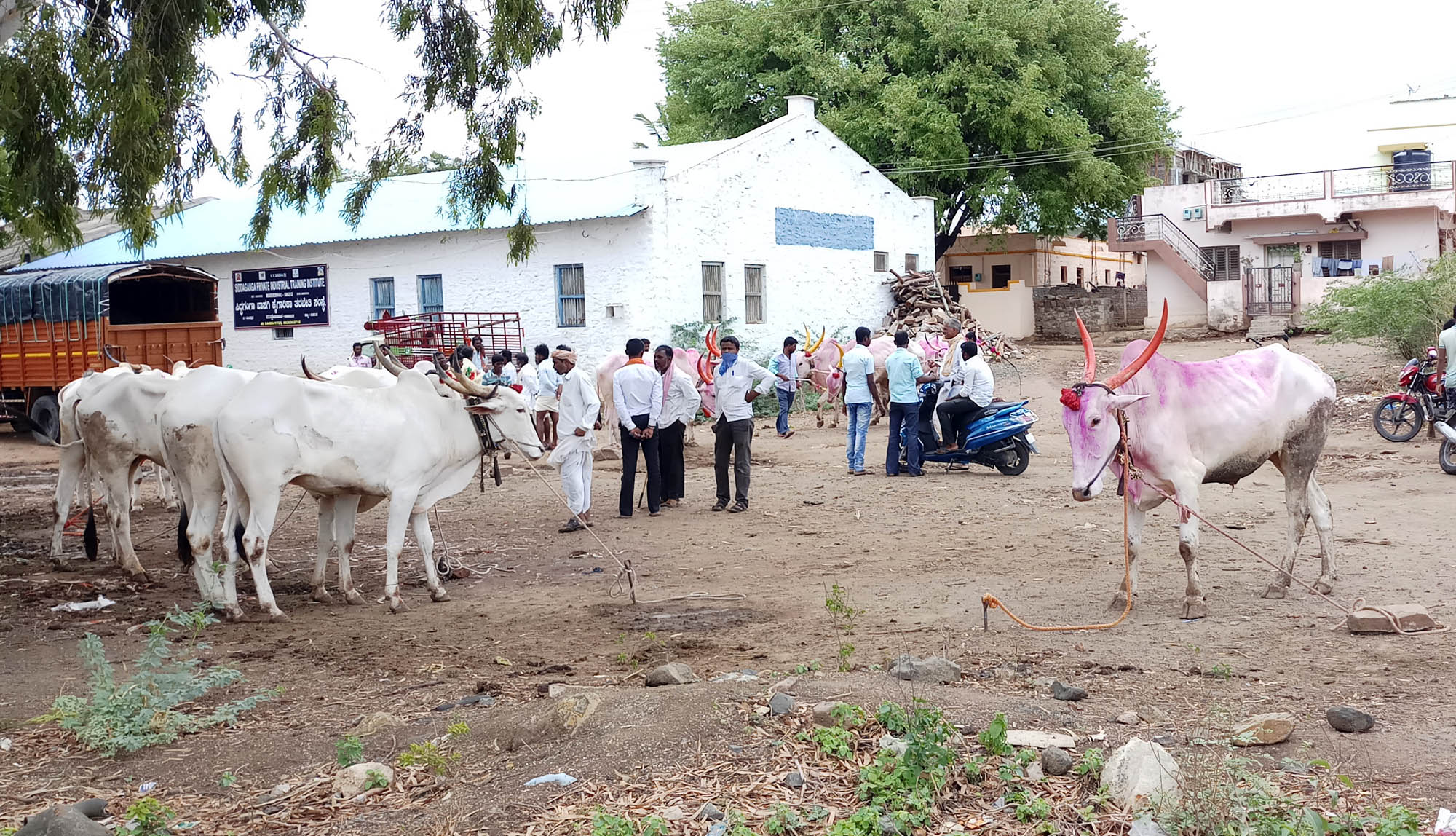 ಉಳುಮೆಗೆ ಎತ್ತುಗಳು ಸಿಗದೇ ರೈತರ ಪರದಾಟ