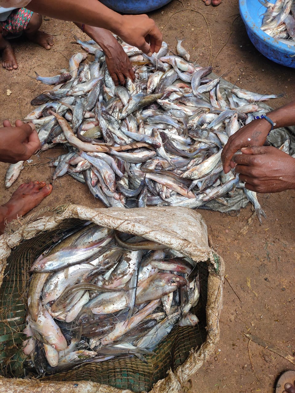 fishing continued in krishna river bangk of Muddebihala