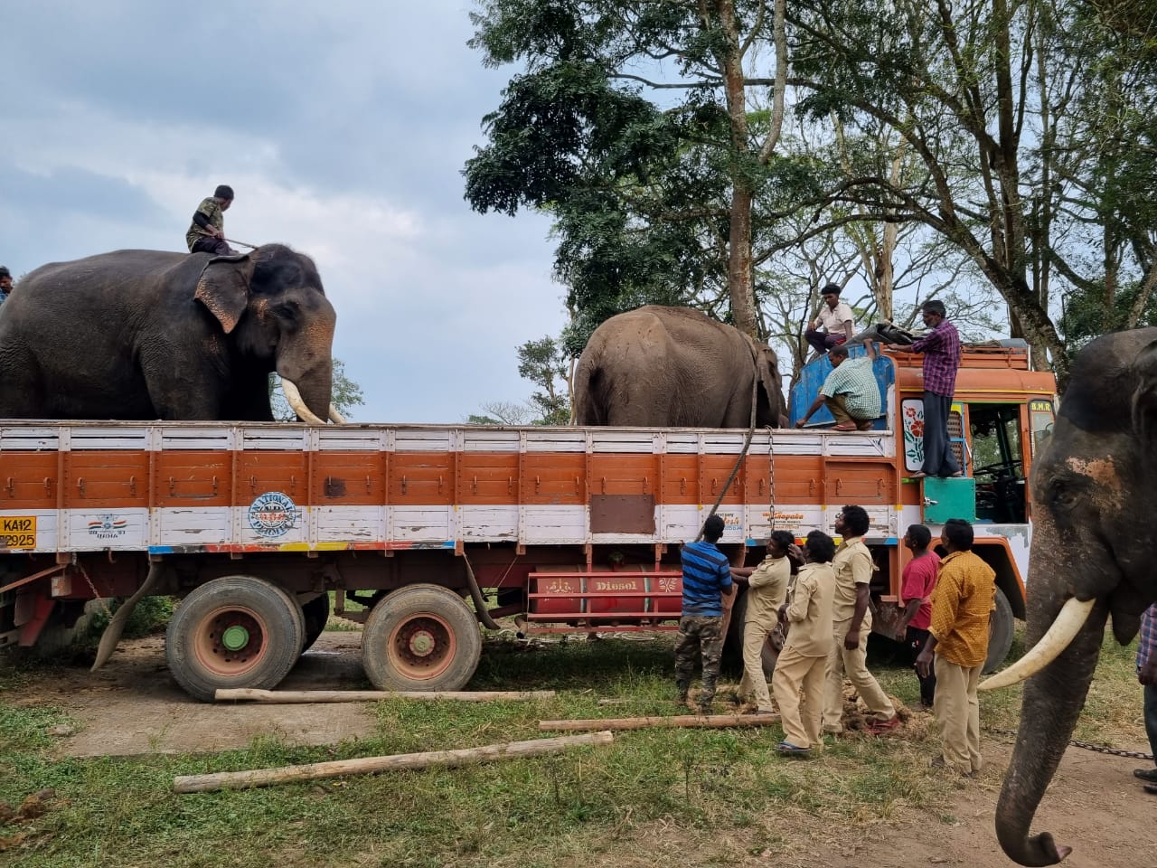 kushal-nagar-elephant-shifted-to-another-camp