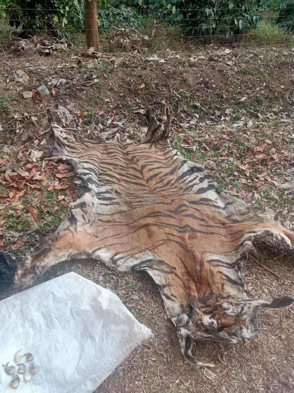 Four arrested for trying to sell tiger skin in Kodagu, Tiger skin seized by Kodagu police, Kodagu crime news, ಹುಲಿ ಚರ್ಮ ಮಾರಾಟ ಮಾಡಲು ಯತ್ನಿಸಿದ ನಾಲ್ವರ ಬಂಧನ, ಕೊಡಗಿನಲ್ಲಿ ಹುಲಿ ಚರ್ಮ ಮಾರಾಟ ಮಾಡಲು ಯತ್ನಿಸಿದ ನಾಲ್ವರ ಬಂಧನ, ಕೊಡಗು ಅಪರಾಧ ಸುದ್ದಿ,