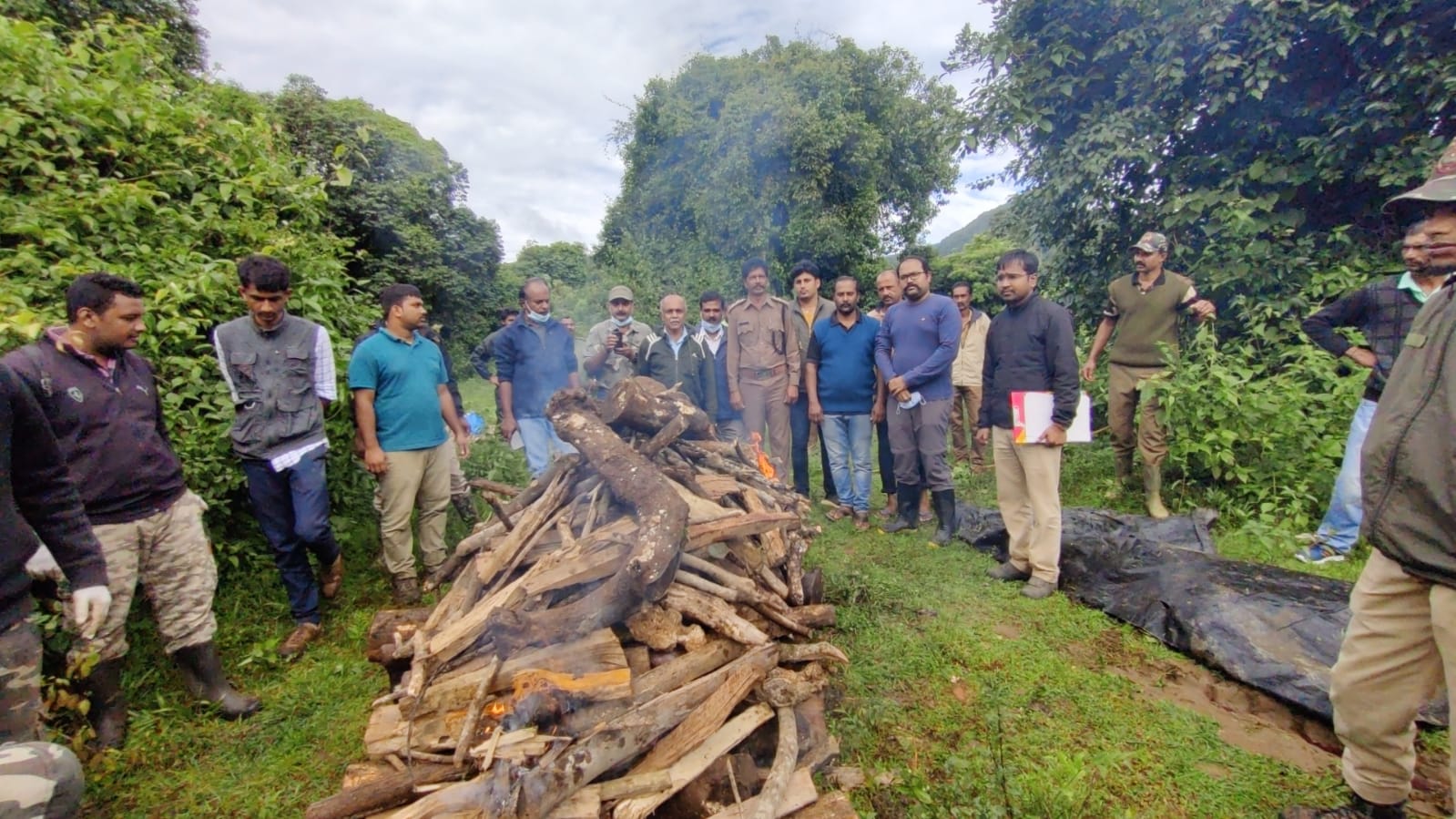 Detection of tiger carcass in a coffee plantation