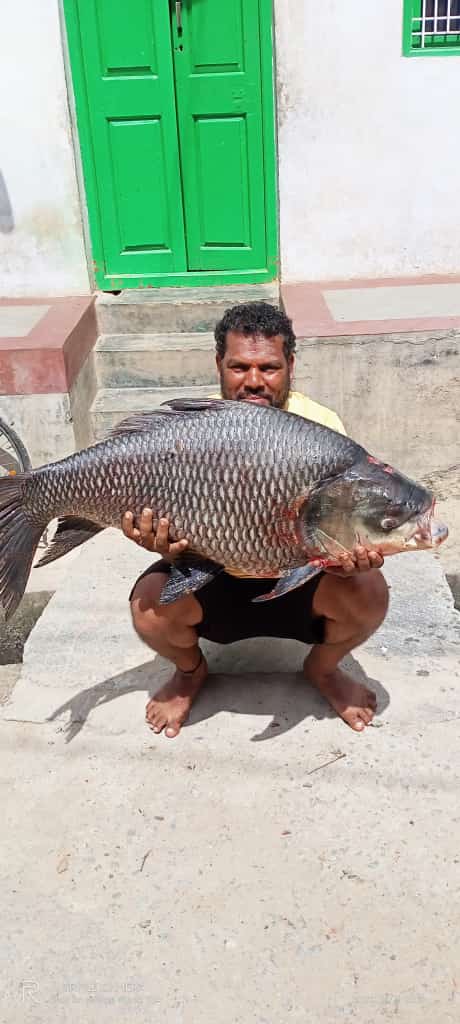 Catla fish in krs dam