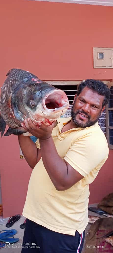 Catla fish in krs dam