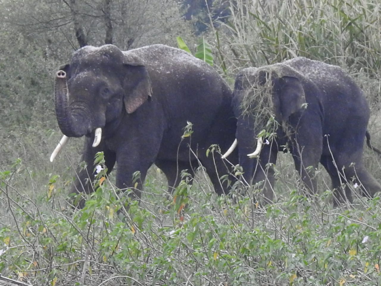 elephants roaming in mandya people scared