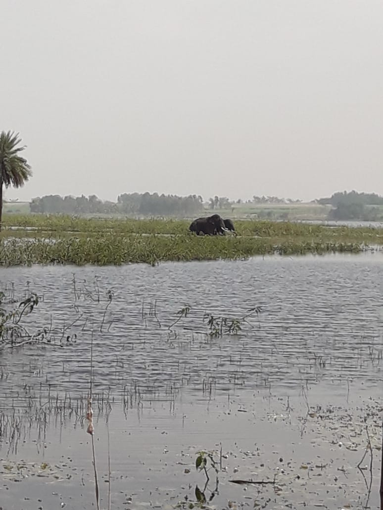 elephants roaming in mandya people scared