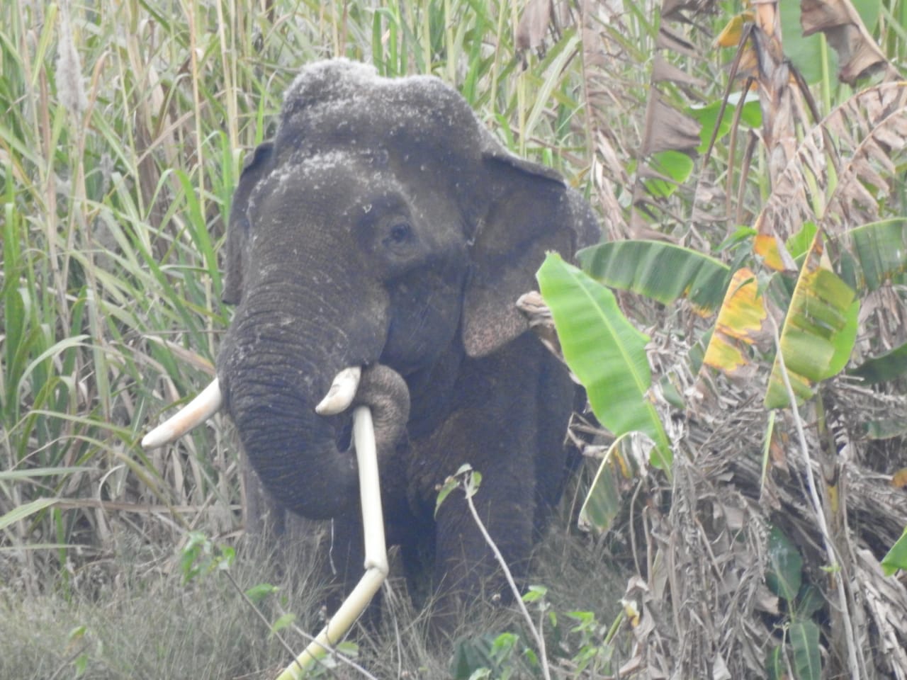 elephants roaming in mandya people scared