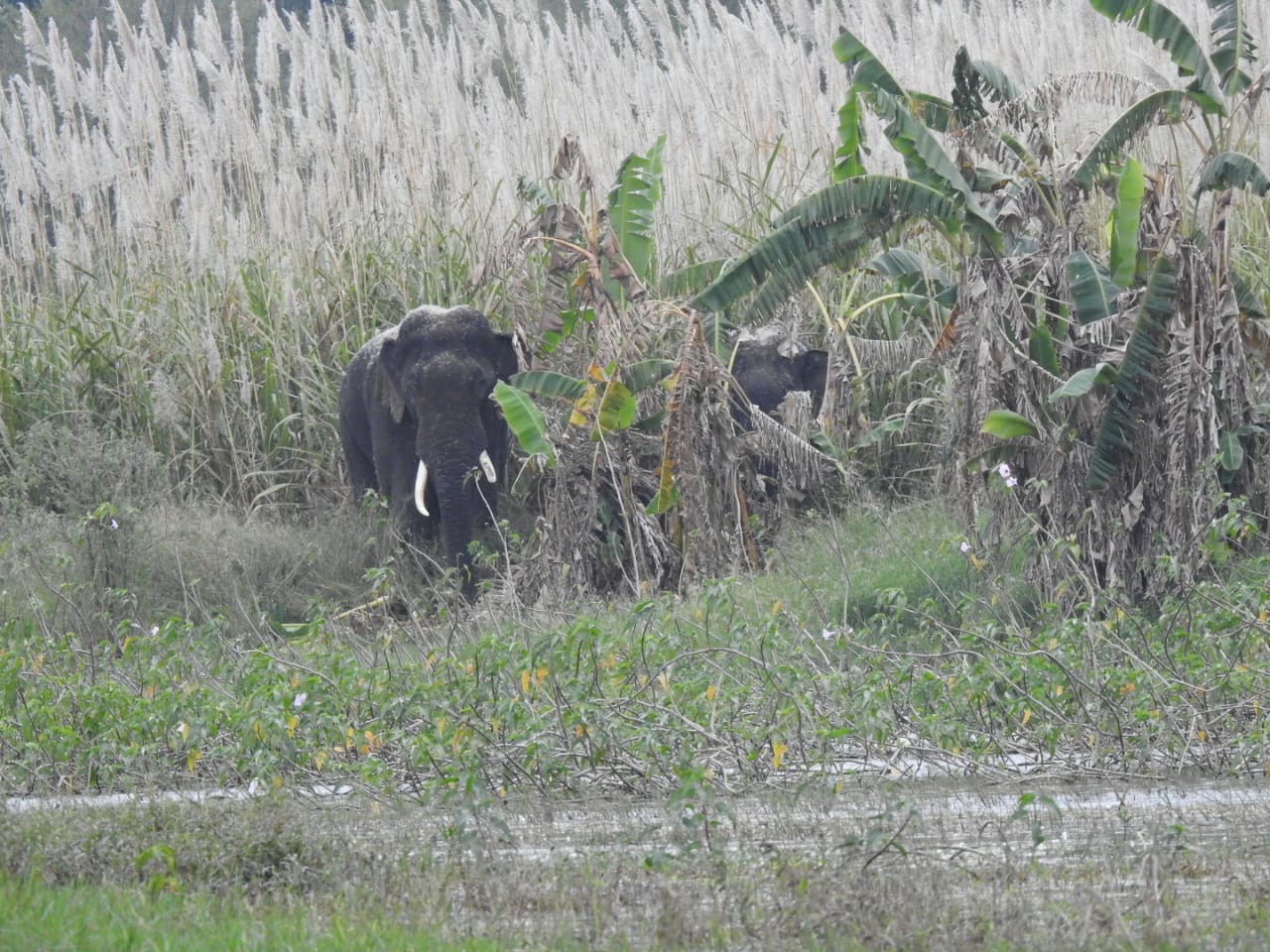 elephants roaming in mandya people scared