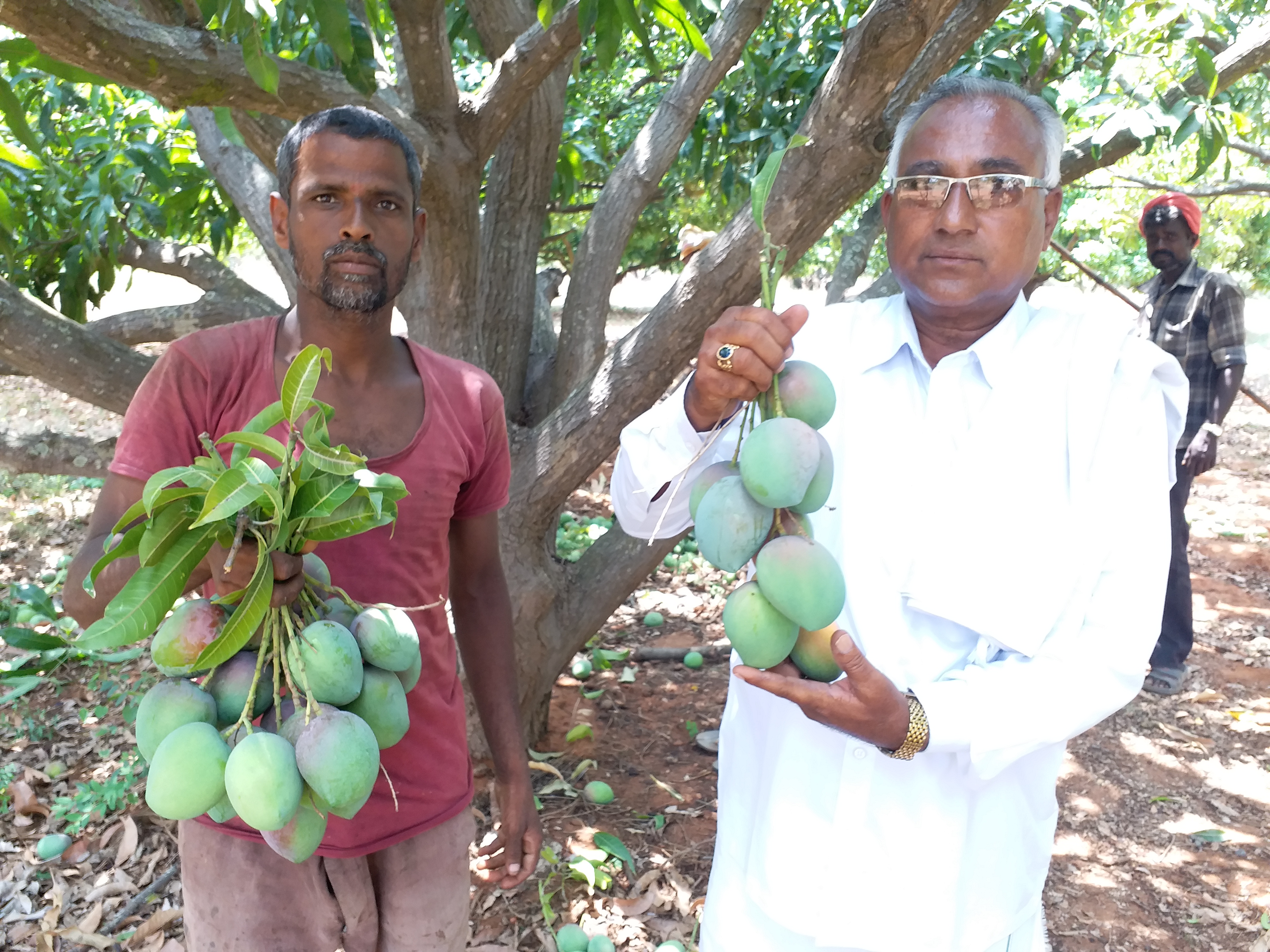 Mango fruit available in online