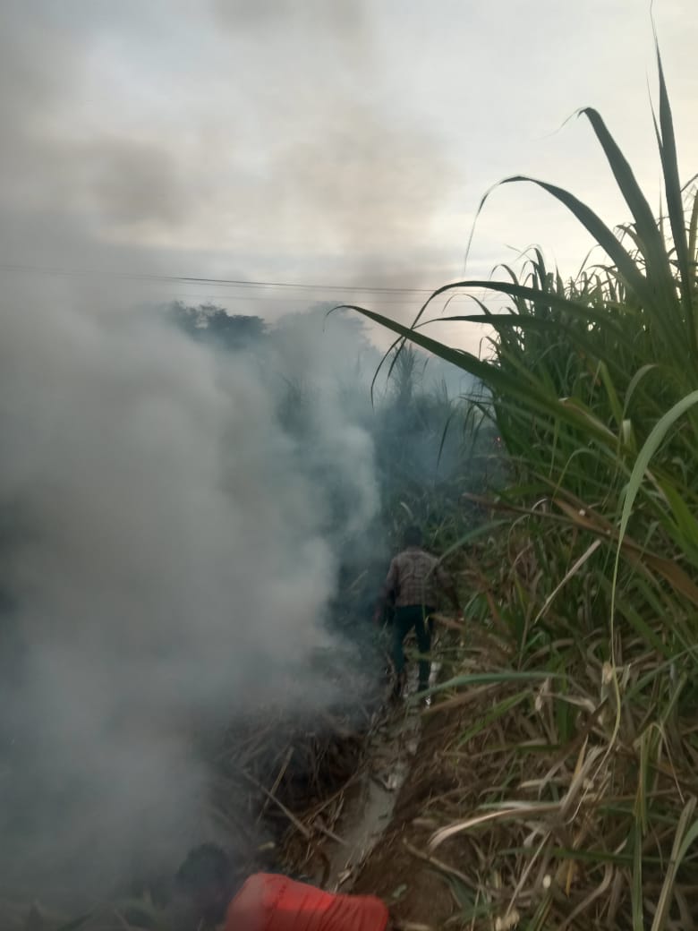 Destruction of sugarcane harvest from short circuit