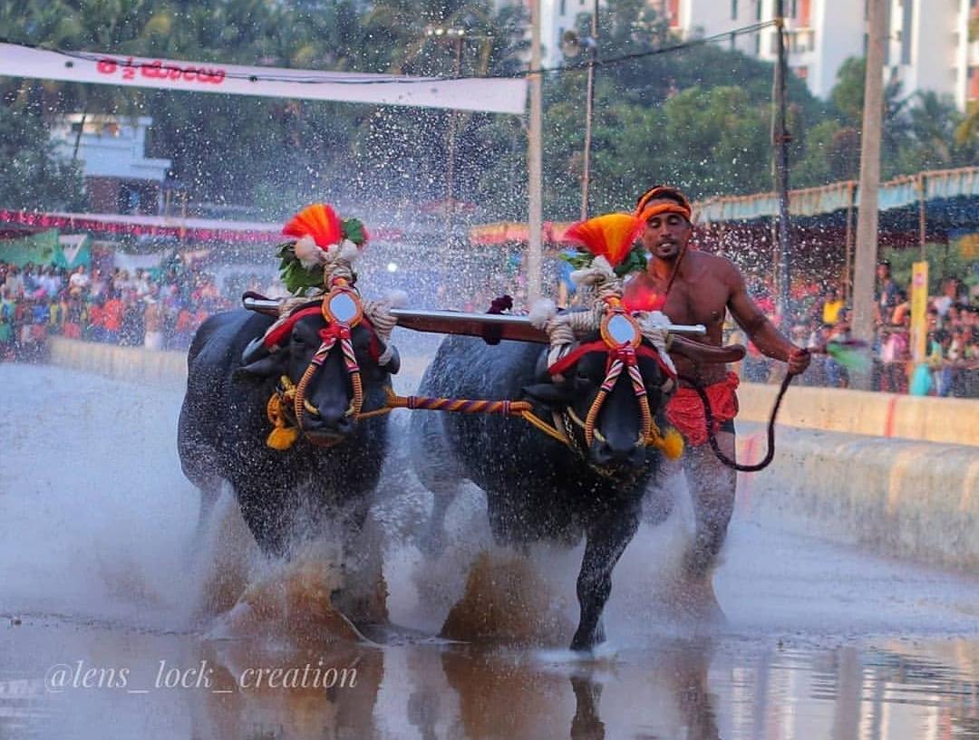 Udupi man trashes Kambala jockey's sprint record in Kambala race