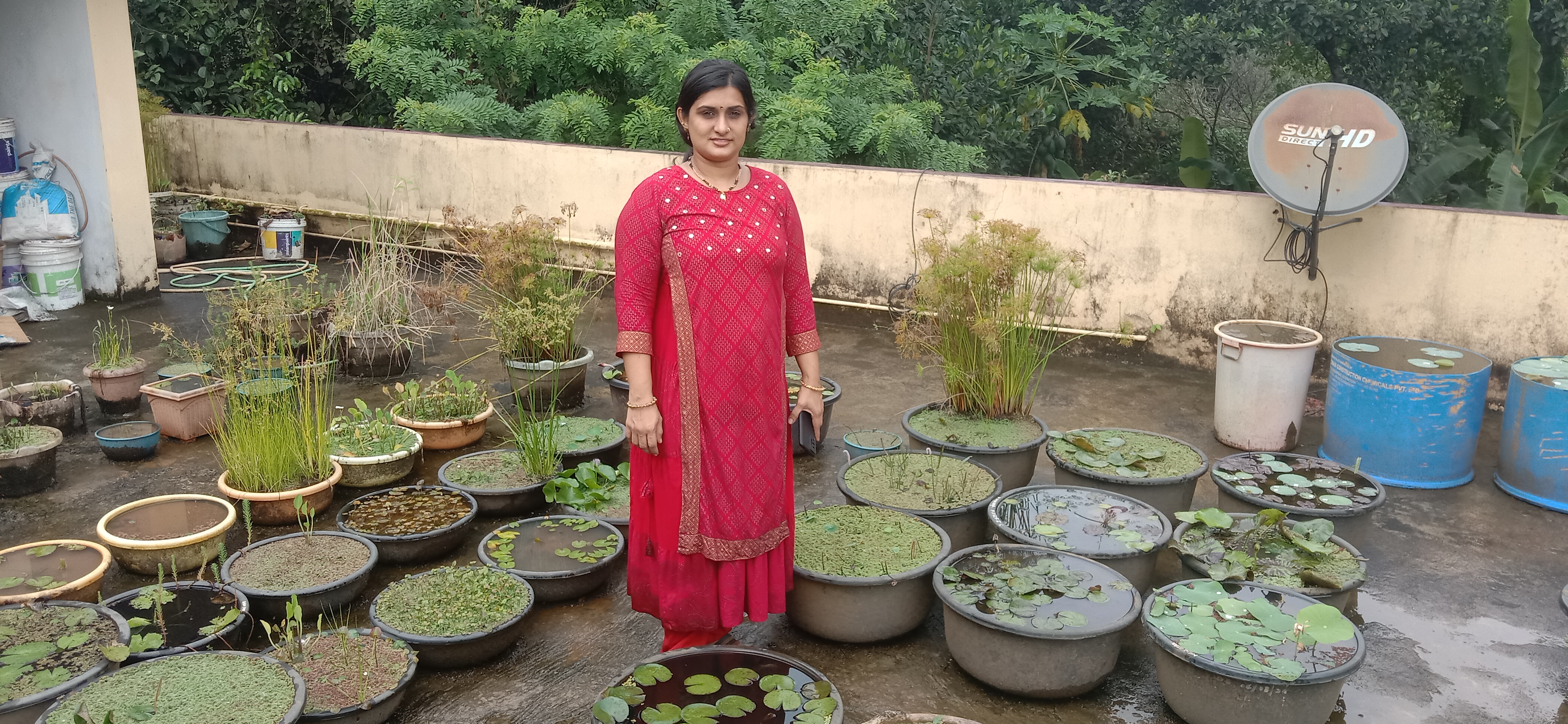 lotus plantation in terrace by mangalore resident sneha bhat