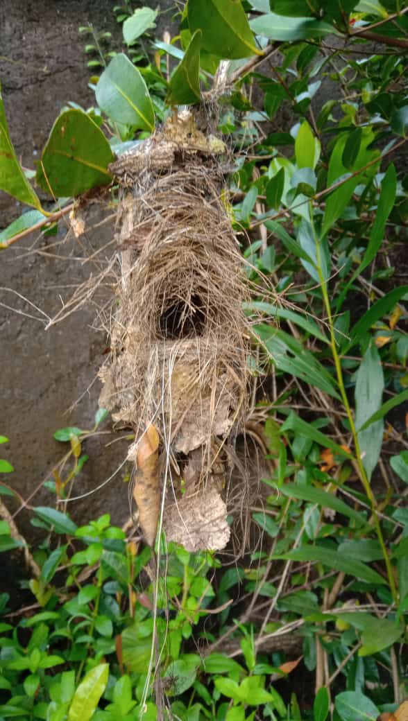 This couple from Karnataka provides safe place for birds