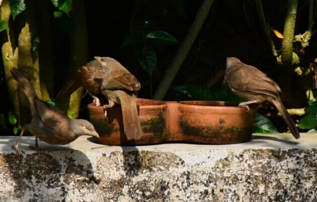 This couple from Karnataka provides safe place for birds